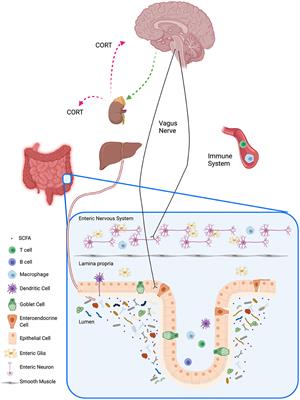 The Relationship Between the Gut Microbiome-Immune System-Brain Axis and Major Depressive Disorder